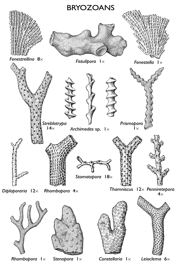 Bryozoans