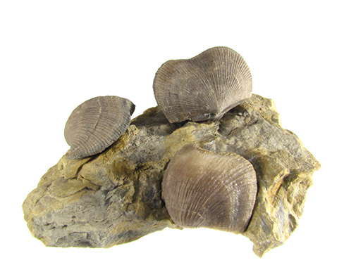 Brachiopods