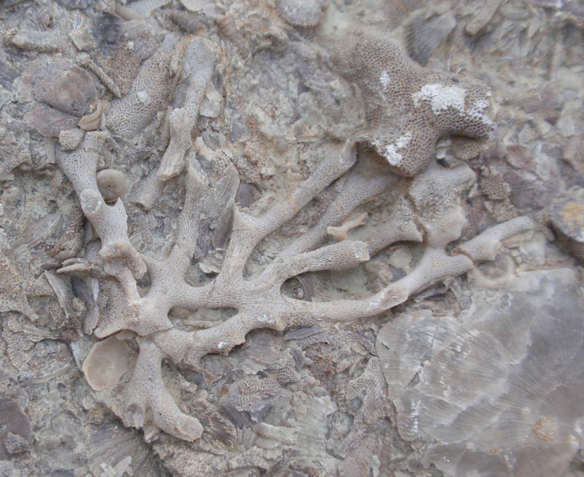 Bryozoans