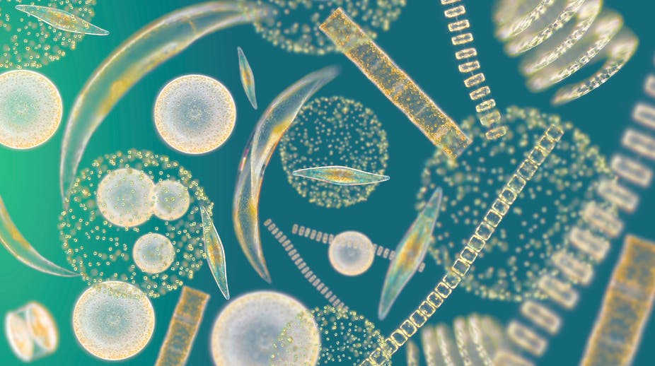 Phytoplankton diversity