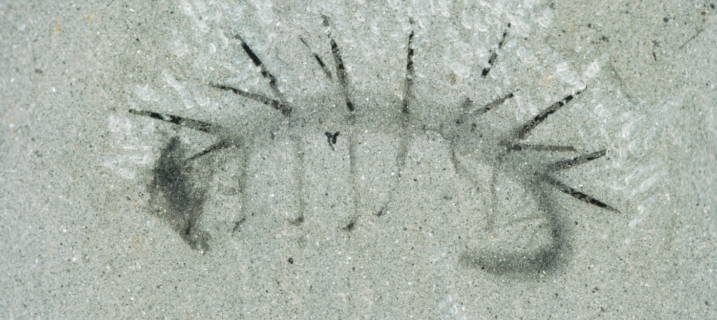 Credit: Martin R. Smith / Smithsonian
