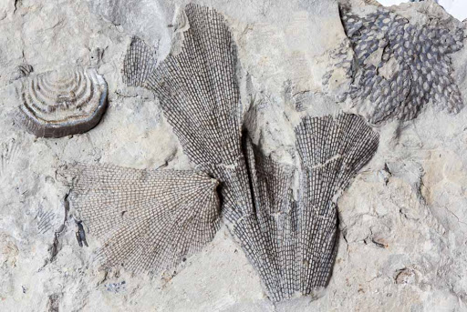 Bryozoans