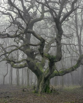 Climax oak