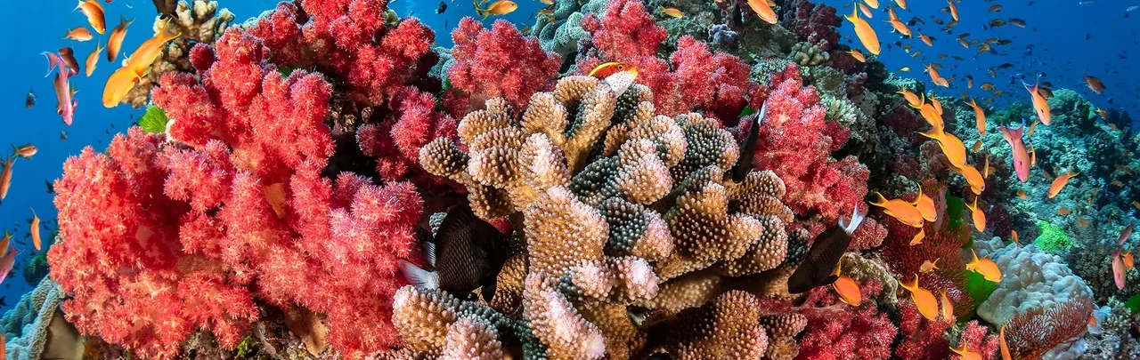 Corals