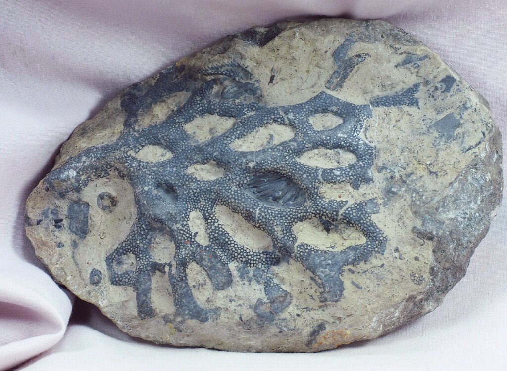 Bryozoans