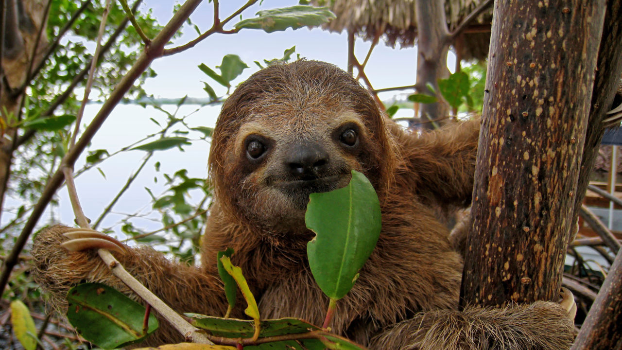 Don’t let this sloth confuse you.  Terrestrial ecosystems are weird.