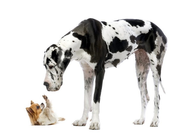 Different morphology, same species.