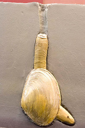 A burrowing bivalve with siphon