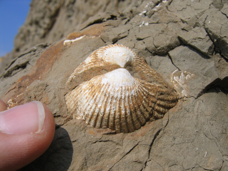 Fossilized burrowing bivalve