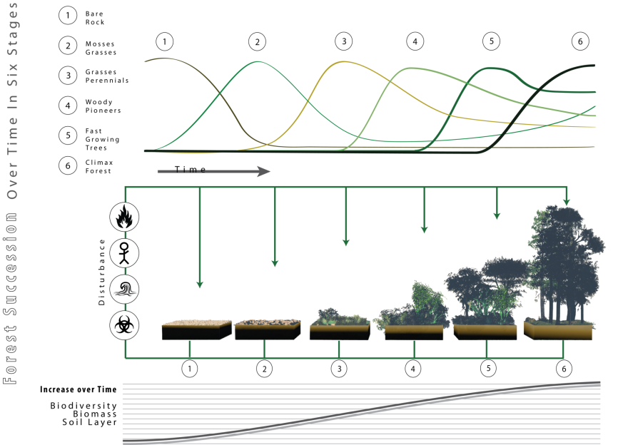 Schematic of forest succession, following a disturbance