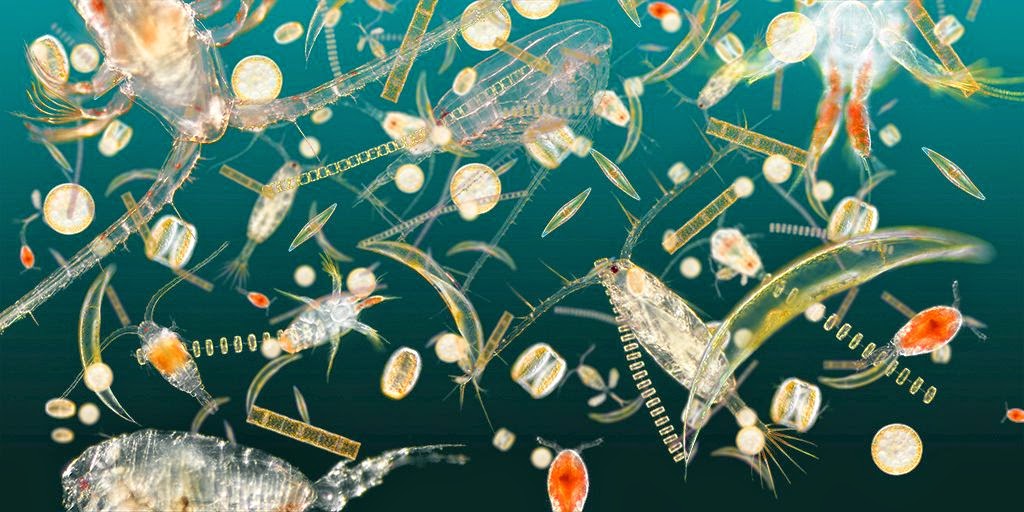 Zooplankton predators and Phytoplankton diversity