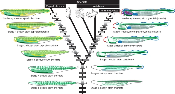 Source: Sansom et al. 2010 (Nature)