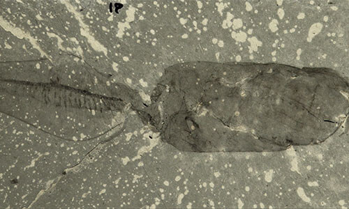 Fossil of Banffia