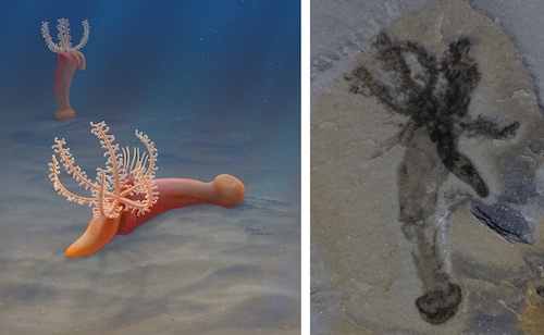Reconstruction and fossil of Gyaltsenglossus senis