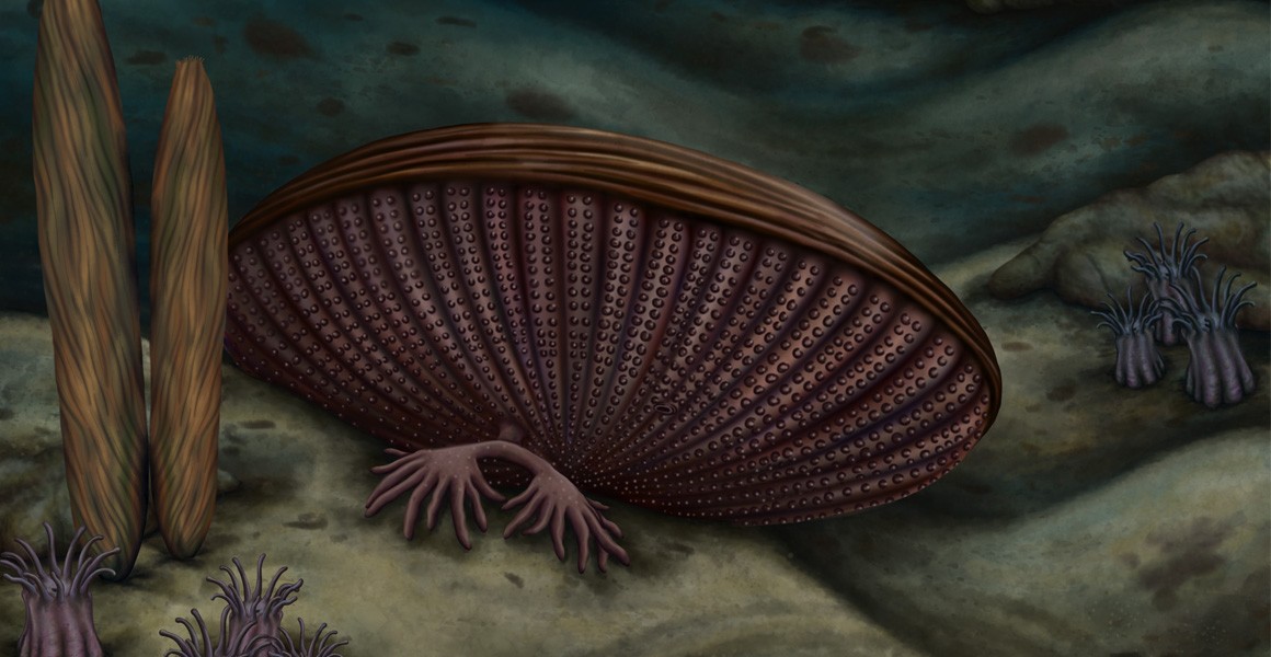 Reconstruction of Rotadiscus