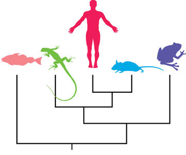 Credit: Baum et al. 2005, Science