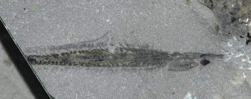 Holotype of Nectocaris