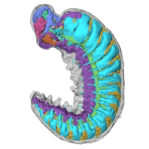 3D model of the internal organ systems of the Cambrian lobopodian Youti